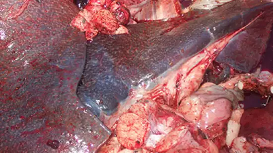 Settimana del 08-Apr-2026