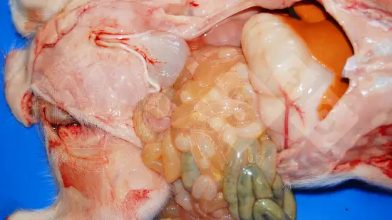 Settimana del 25-Mar-2026