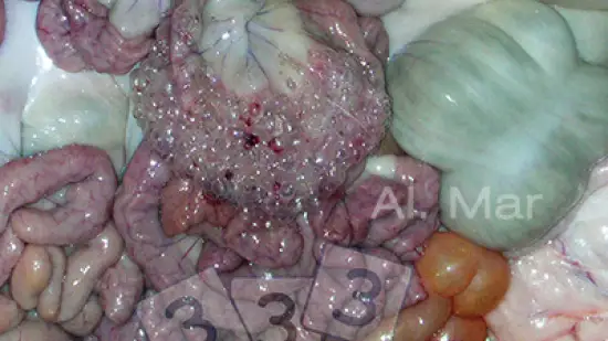 Tydzień 03-lut-2026