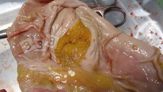 Tydzień 17-lut-2026