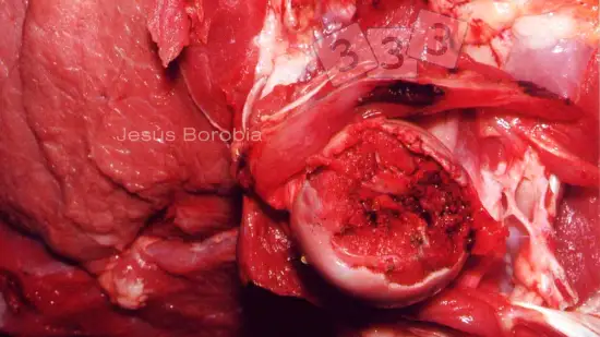 Tydzień 13-sty-2026