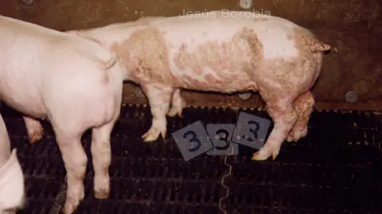 Tydzień 10-lut-2026