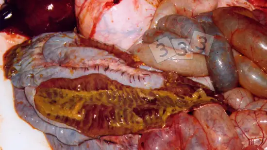 Tydzień 17-mar-2026