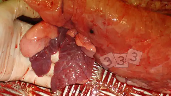 Tydzień 24-lut-2026