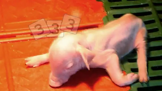 Tydzień 10-mar-2026