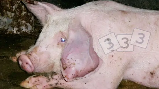 Tydzień 27-sty-2026