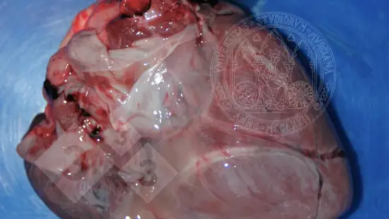 Semana de 29-Jan-2026