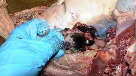 Semana de 19-Fev-2026