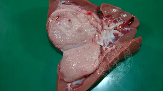 Semana de 25-Fev-2026