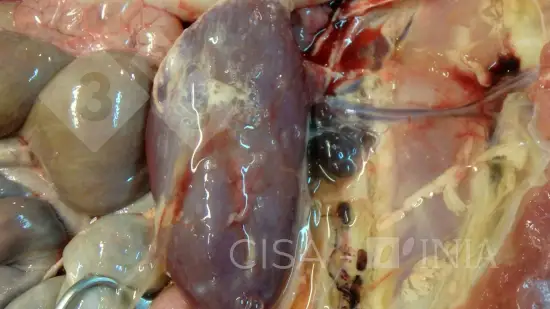 Semana de 12-Mar-2026