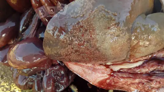 Semana de 01-Abr-2026