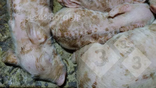 Tuần của 13-Th6-2025