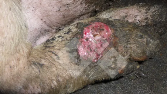 Tuần của 19-Th12-2025