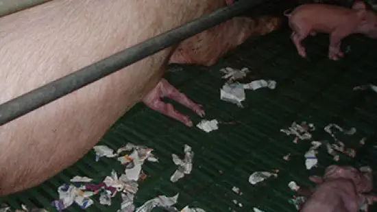 Tuần của 20-Th3-2026