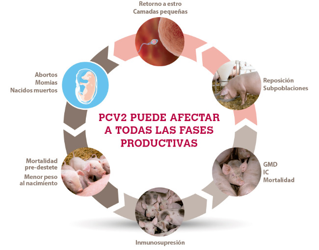 Pcv2 puede afectar a todas las fases productivas