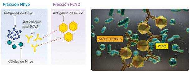 Fracción Mhyo y PCV2