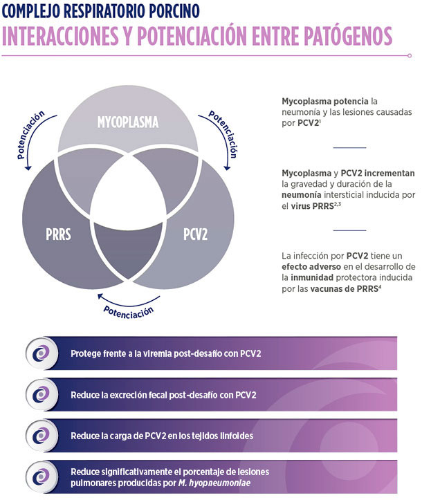 Interacciones y potenciación entre patógenos