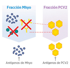 Sin células de Mycoplasma ni anticuerpos