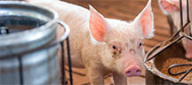Cover – Pork Cover – Pork