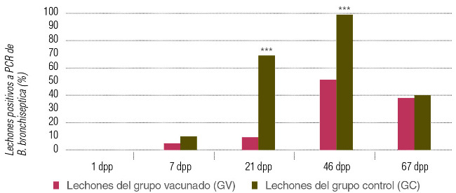 Porcentaje de lechones positivos a PCR de Bordetella bronchispetica en el grupo de lechones provenientes de madres vacunadas y no vacunadas