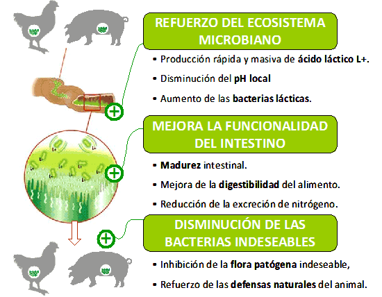 Bactocell: maximización de resultados