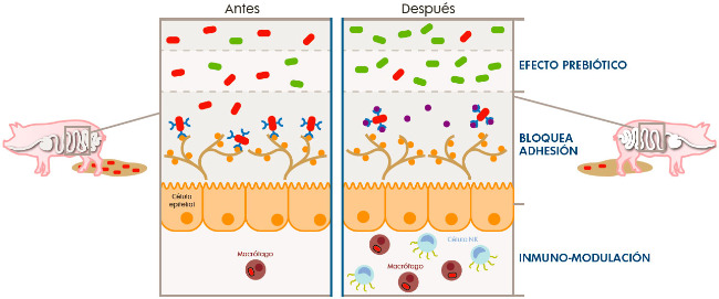 antes-despues