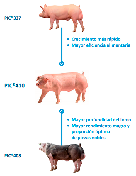 infografia