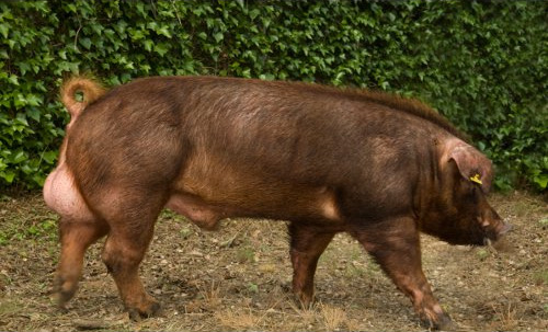 Duroc Duroc