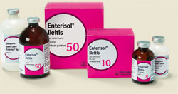 Enterisol Ileitis