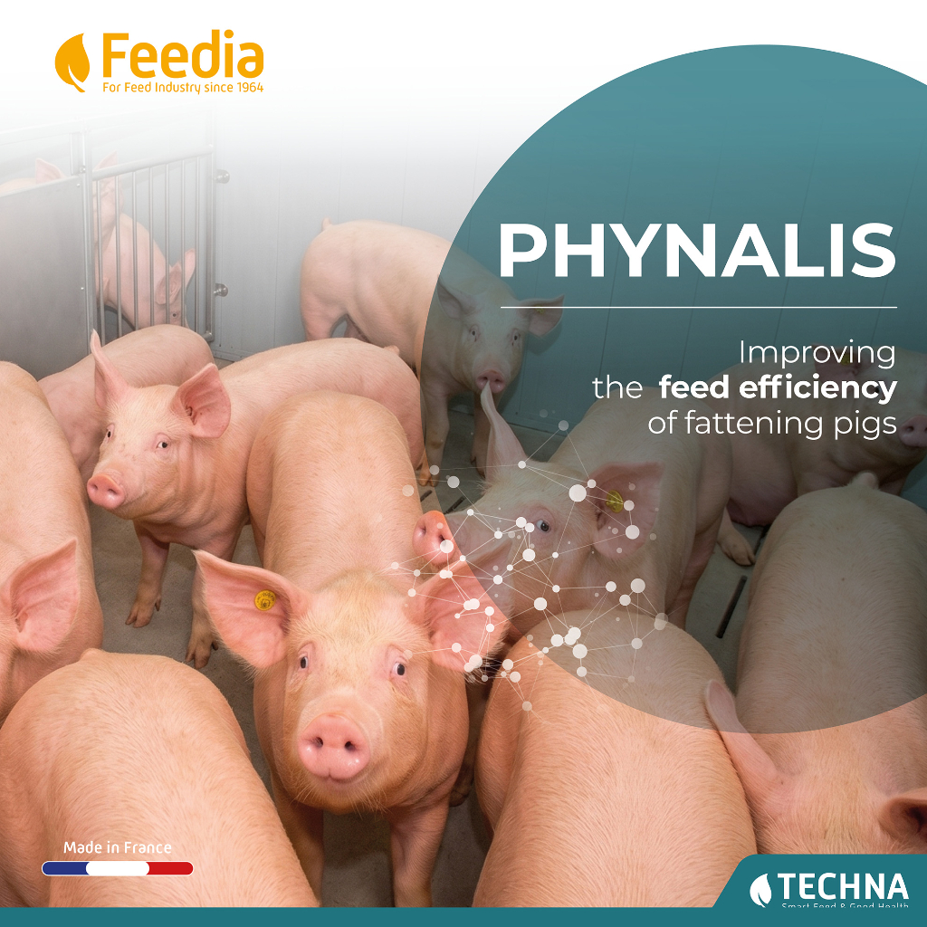 PHYNALIS