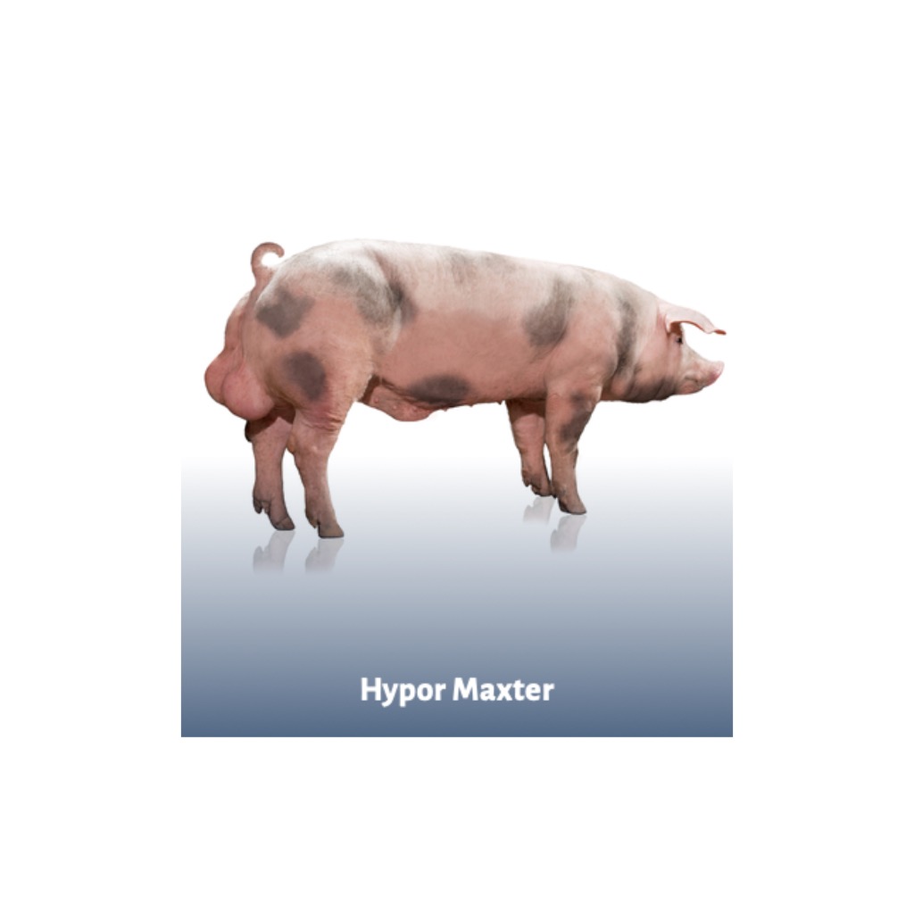 Hypor Maxter - Nuestra línea de finalizadores Piétrain