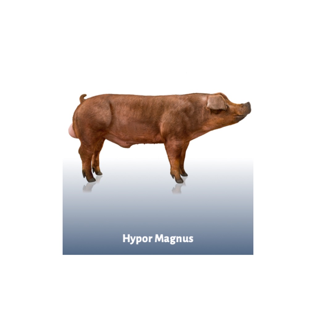 Hypor Magnus - Nuestra línea de finalizadores Duroc