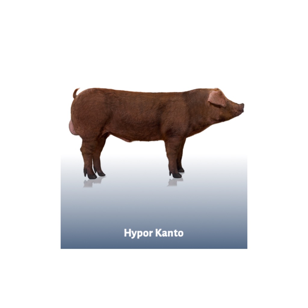Hypor Kanto - Nuestra línea de finalizadores Duroc para calidad de carne