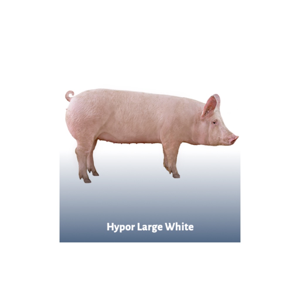 Hypor Large White - Líneas puras de hembras