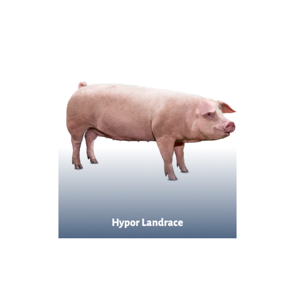 Hypor Landrace - Líneas puras de hembras