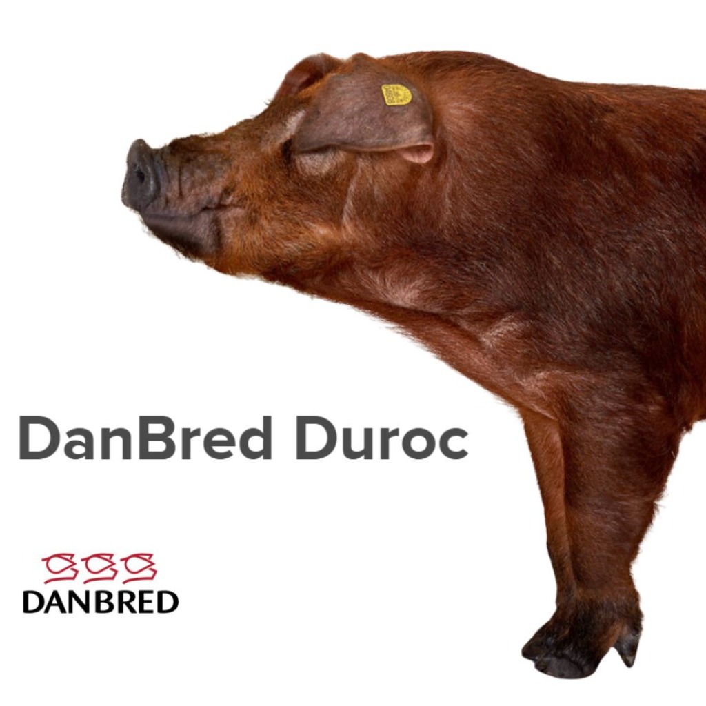 DanBred Duroc
