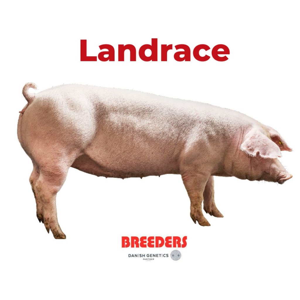 Landrace