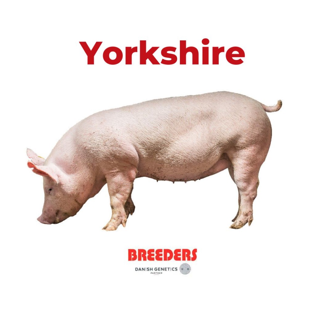 Yorkshire