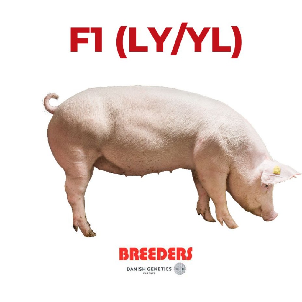 F1 (LY/YL)