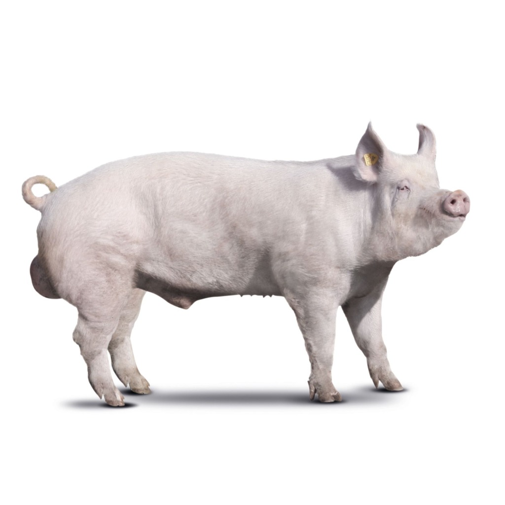 LARGE WHITE ITALIANA