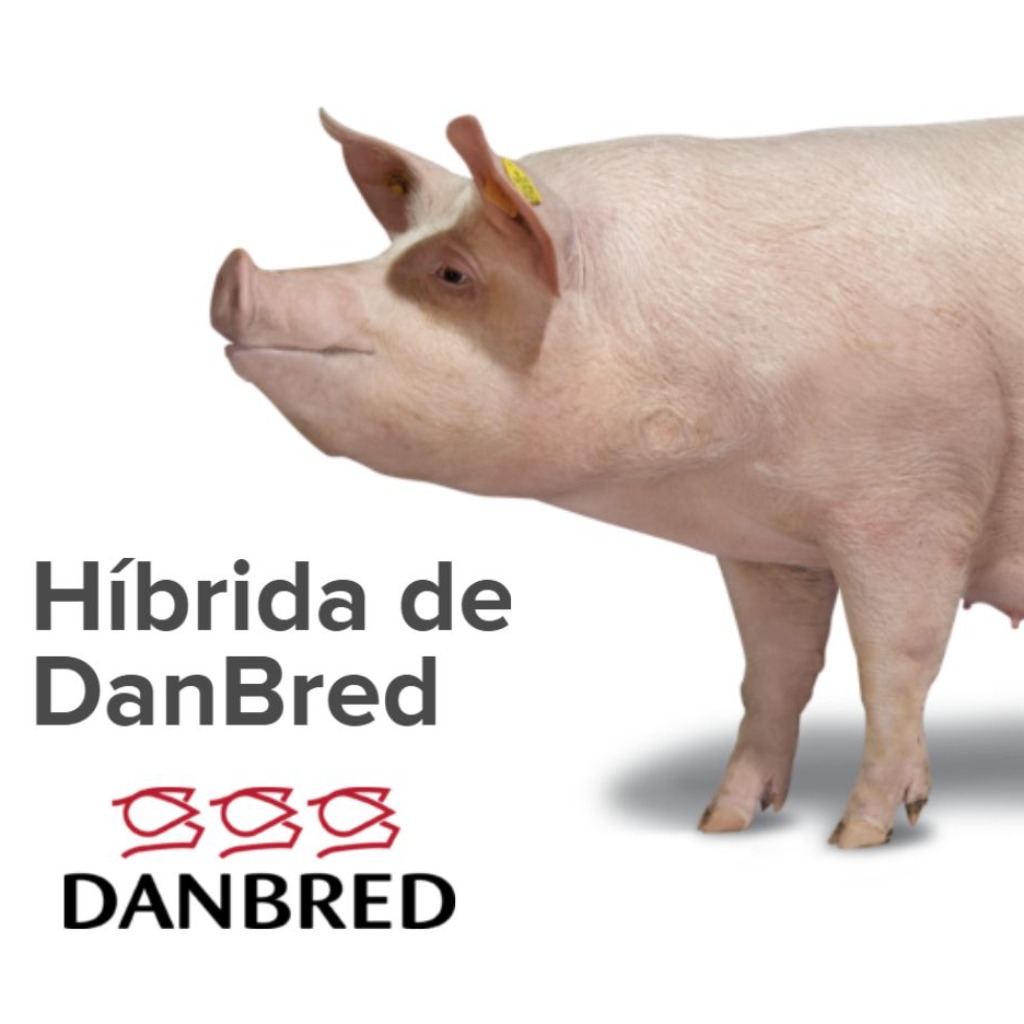 Híbrida de DanBred