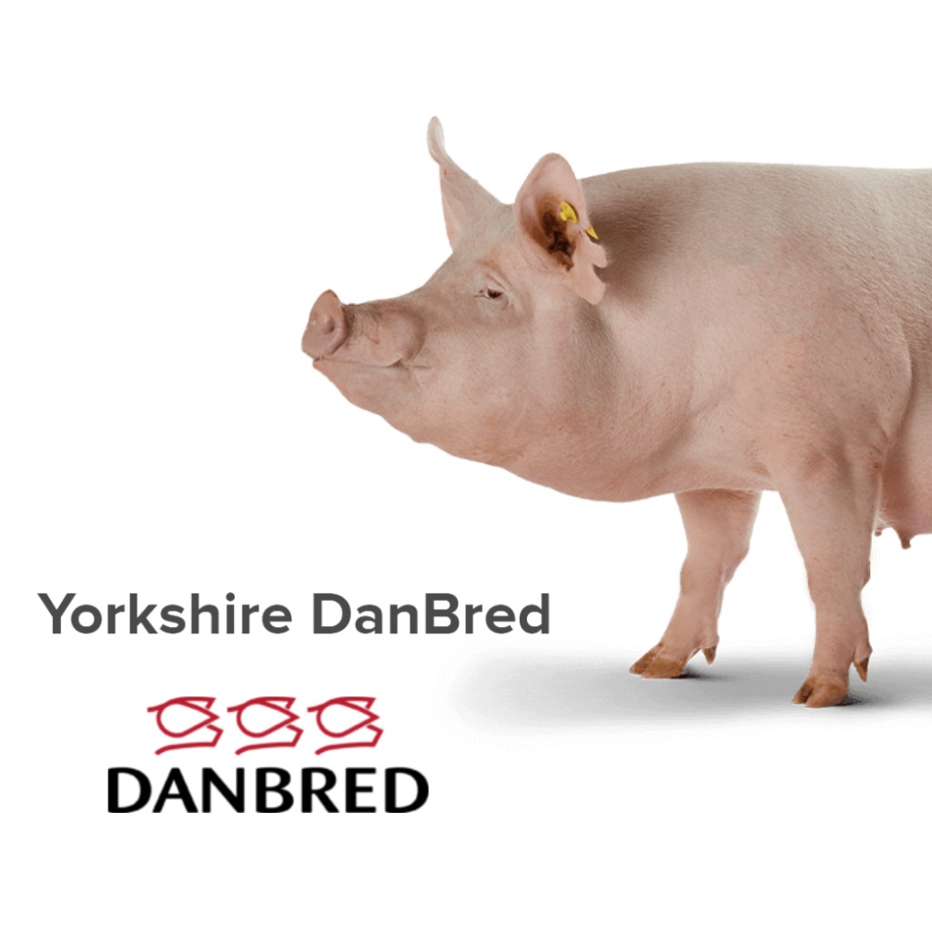 Yorkshire DanBred