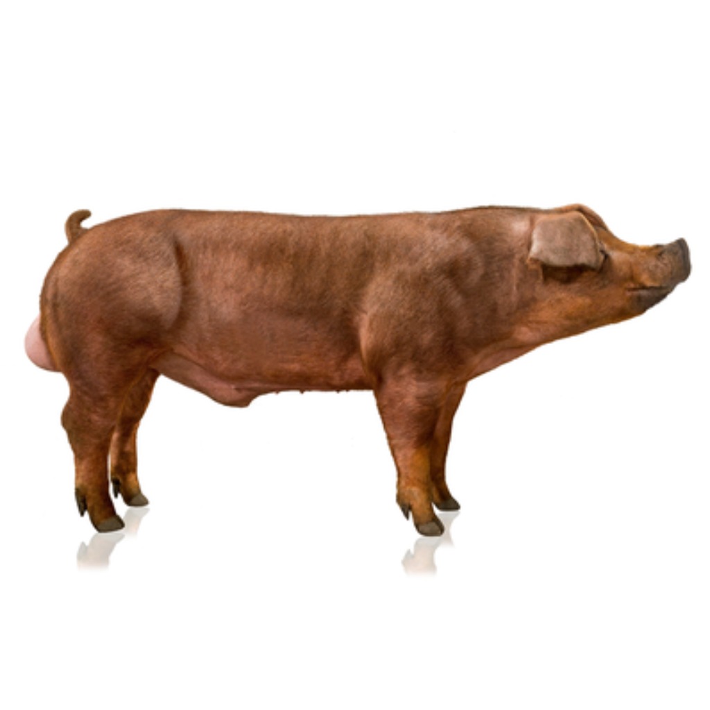 HYPOR MAGNUS - Productos - Semen Cardona - 3tres3, la página del Cerdo
