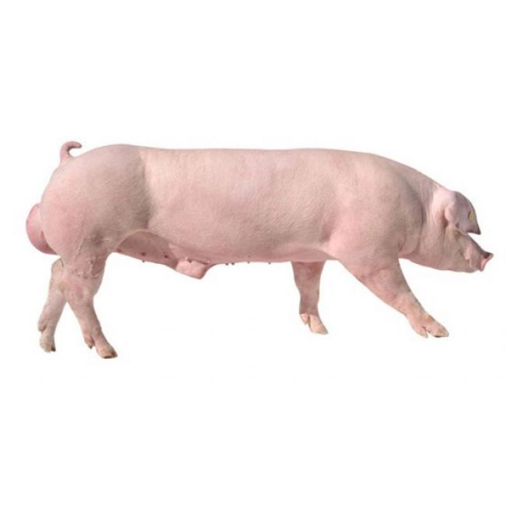 PIC337，高粮价下的理性选择- 产品- PIC 中国- pig333.cn, 世界猪业之窗