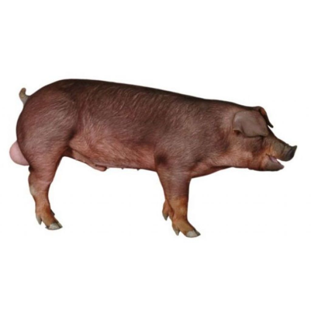 PIC337，高粮价下的理性选择- 产品- PIC 中国- pig333.cn, 世界猪业之窗