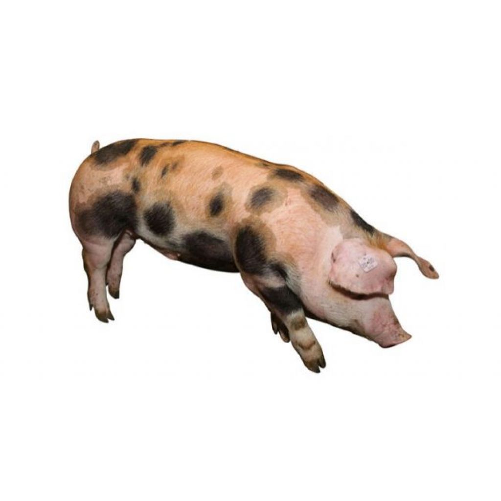 PIC337，高粮价下的理性选择- 产品- PIC 中国- pig333.cn, 世界猪业之窗