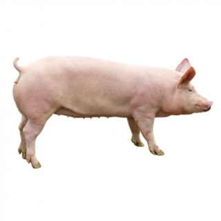 Pietrain Alemán y Austriaco