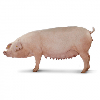 Landrace