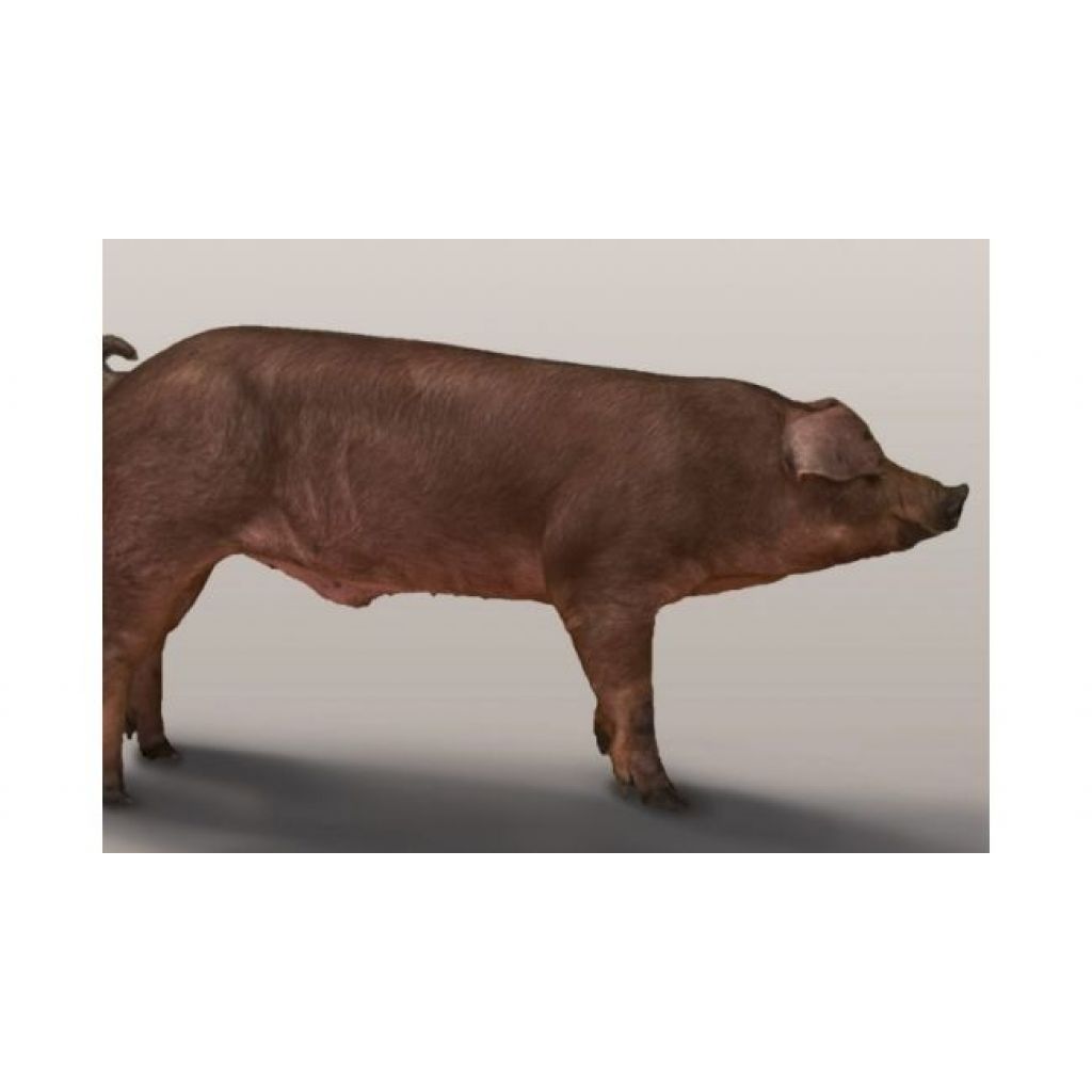 DANBRED DUROC (DD)