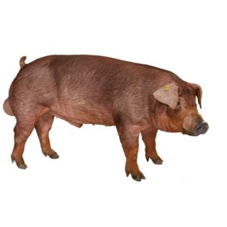 L600 Duroc